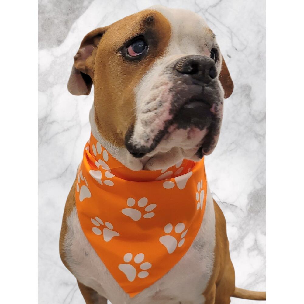 Orange Pet Bandana White Paw Print